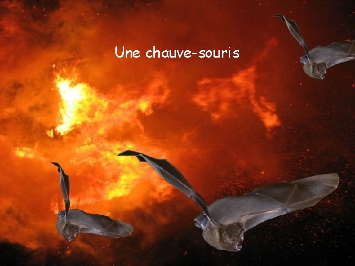 Une chauve-souris 