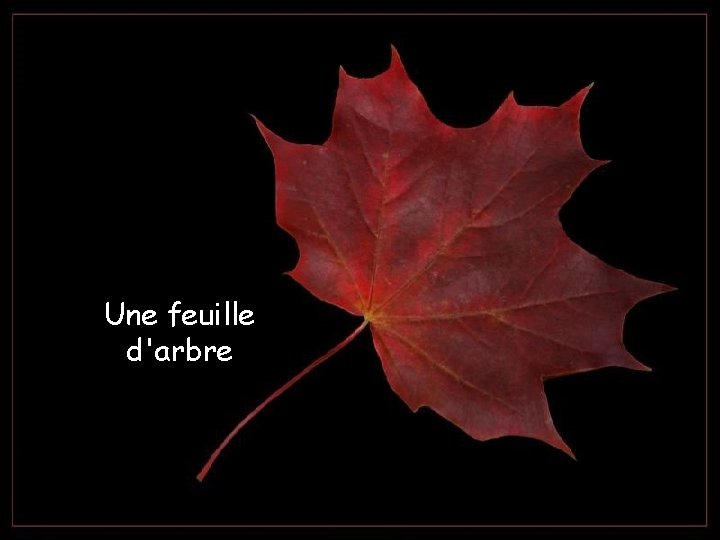 Une feuille d'arbre 