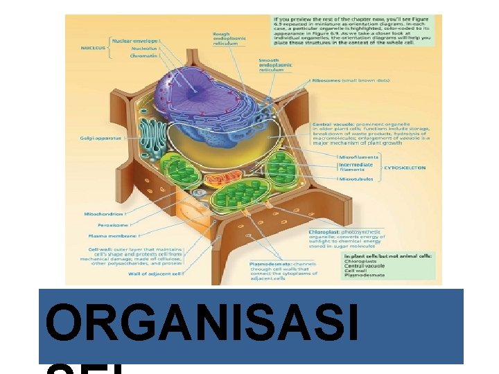 ORGANISASI 