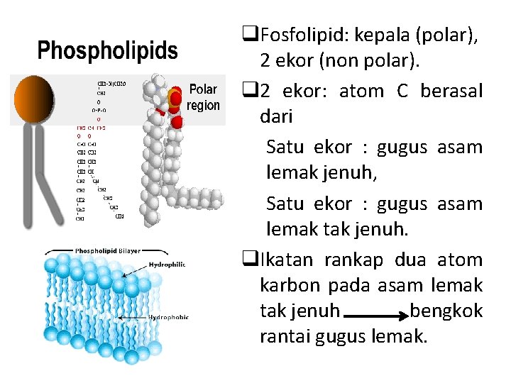 q. Fosfolipid: kepala (polar), 2 ekor (non polar). q 2 ekor: atom C berasal