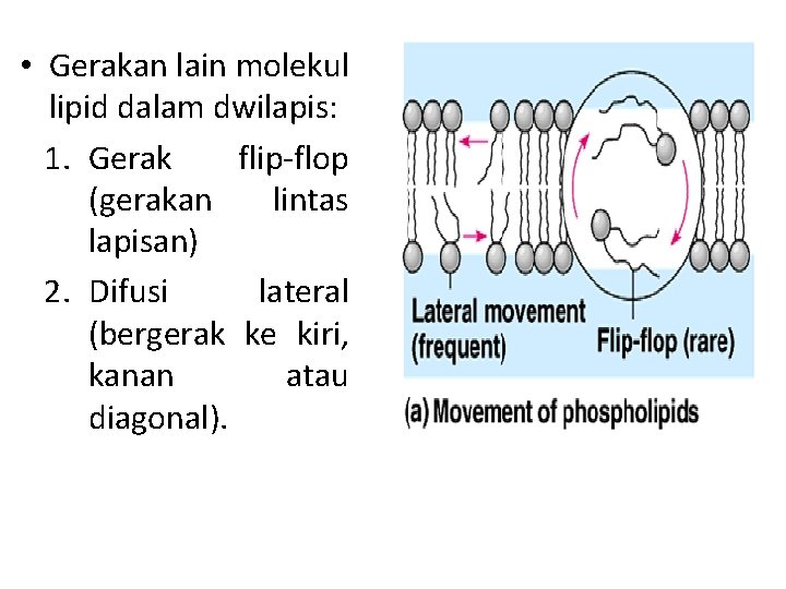  • Gerakan lain molekul lipid dalam dwilapis: 1. Gerak flip-flop (gerakan lintas lapisan)