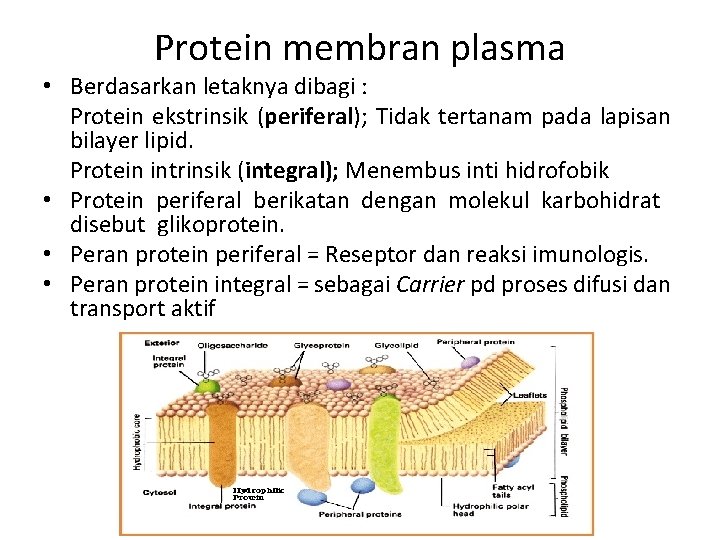 Protein membran plasma • Berdasarkan letaknya dibagi : Protein ekstrinsik (periferal); Tidak tertanam pada