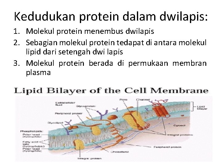 Kedudukan protein dalam dwilapis: 1. Molekul protein menembus dwilapis 2. Sebagian molekul protein tedapat