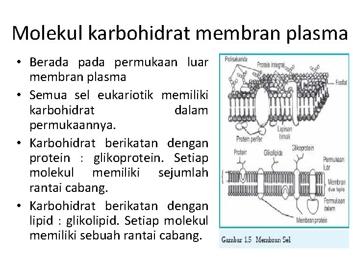 Molekul karbohidrat membran plasma • Berada permukaan luar membran plasma • Semua sel eukariotik