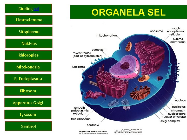 Dinding sel Plasmalemma Sitoplasma Nukleus khloroplas Mitokondria R. Endoplasma Ribosom Apparatus Golgi Lysosom Sentriol