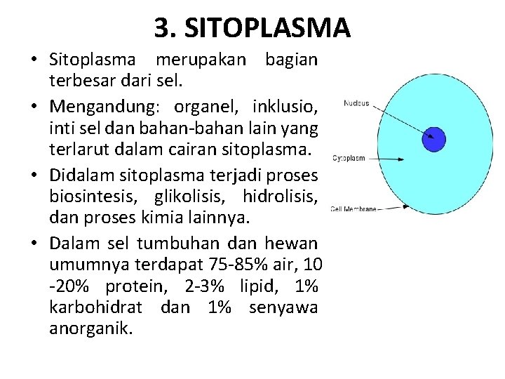 3. SITOPLASMA • Sitoplasma merupakan bagian terbesar dari sel. • Mengandung: organel, inklusio, inti