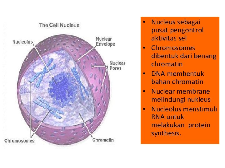  • Nucleus sebagai pusat pengontrol aktivitas sel • Chromosomes dibentuk dari benang chromatin