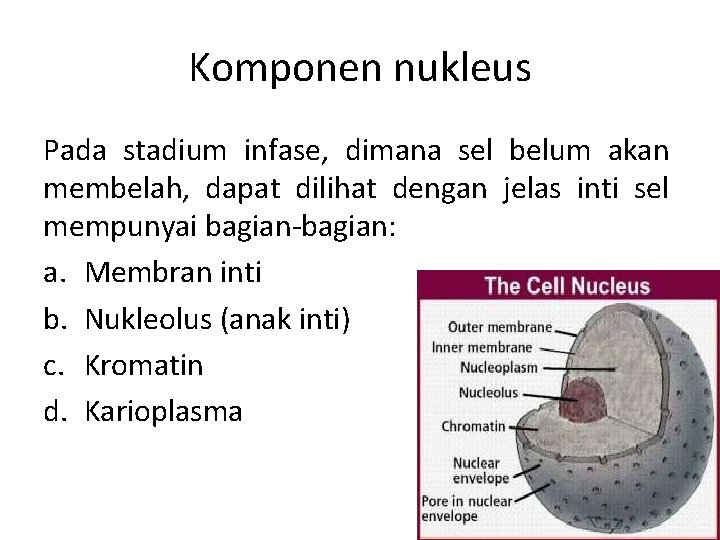 Komponen nukleus Pada stadium infase, dimana sel belum akan membelah, dapat dilihat dengan jelas