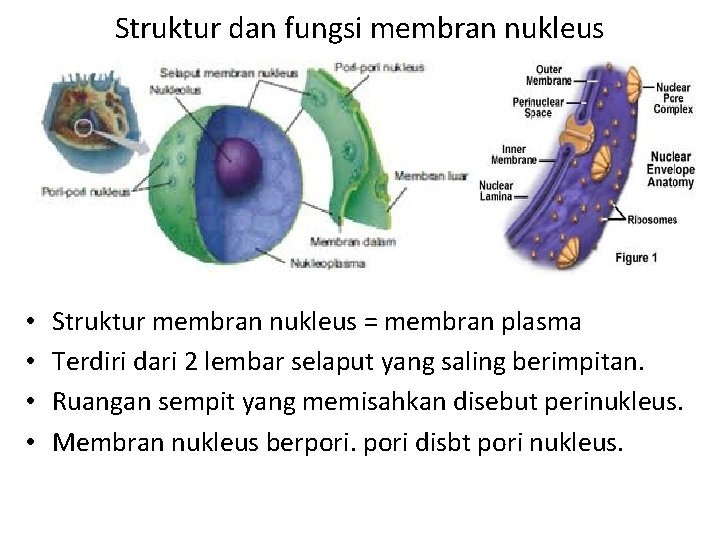 Struktur dan fungsi membran nukleus • • Struktur membran nukleus = membran plasma Terdiri