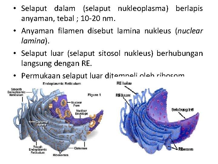  • Selaput dalam (selaput nukleoplasma) berlapis anyaman, tebal ; 10 -20 nm. •