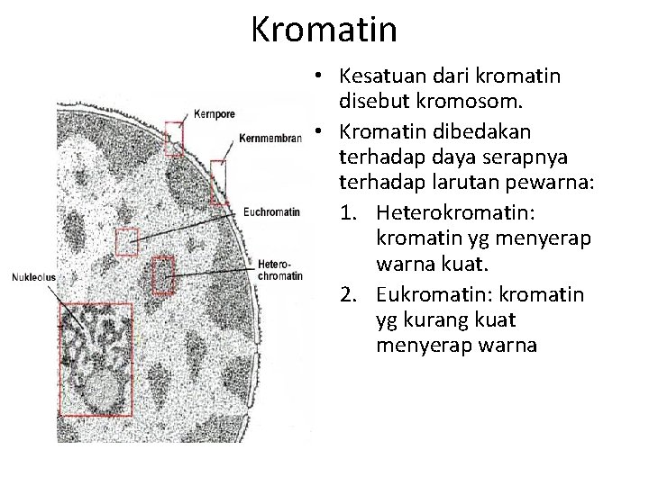 Kromatin • Kesatuan dari kromatin disebut kromosom. • Kromatin dibedakan terhadap daya serapnya terhadap