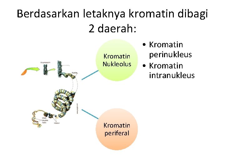 Berdasarkan letaknya kromatin dibagi 2 daerah: Kromatin Nukleolus Kromatin periferal • Kromatin perinukleus •