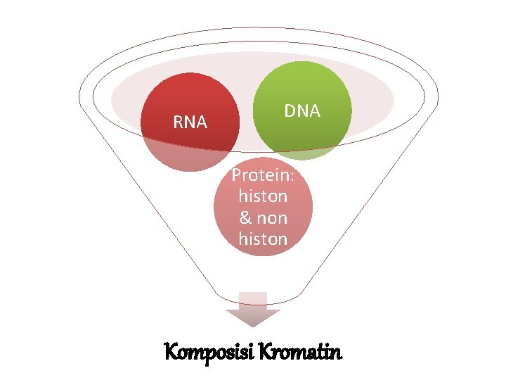 RNA DNA Protein: histon & non histon Komposisi Kromatin 