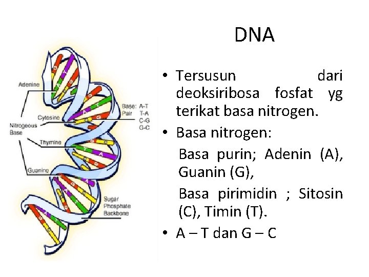 DNA • Tersusun dari deoksiribosa fosfat yg terikat basa nitrogen. • Basa nitrogen: Basa