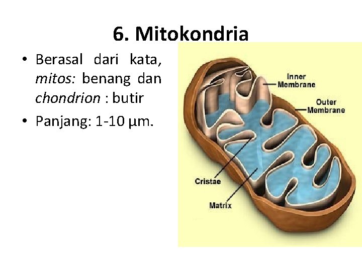 6. Mitokondria • Berasal dari kata, mitos: benang dan chondrion : butir • Panjang: