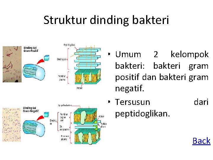 Struktur dinding bakteri • Umum 2 kelompok bakteri: bakteri gram positif dan bakteri gram