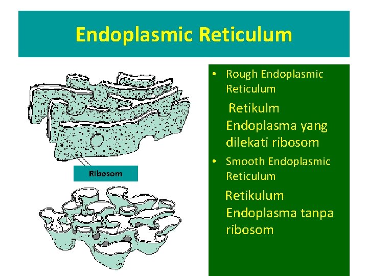 Endoplasmic Reticulum • Rough Endoplasmic Reticulum Retikulm Endoplasma yang dilekati ribosom Ribosom • Smooth