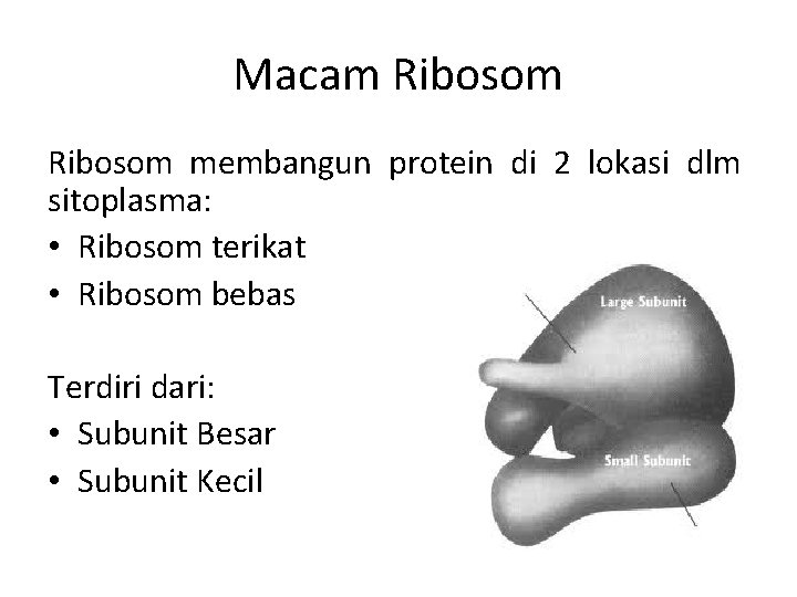 Macam Ribosom membangun protein di 2 lokasi dlm sitoplasma: • Ribosom terikat • Ribosom