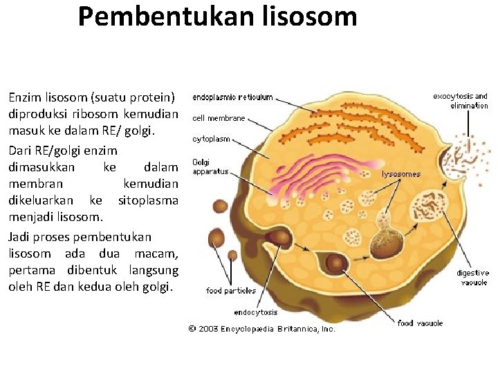 Pembentukan lisosom Enzim lisosom (suatu protein) diproduksi ribosom kemudian masuk ke dalam RE/ golgi.
