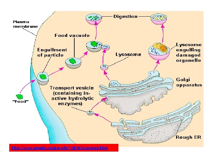 http: //www. people. virginia. edu/~rjh 9 u/lysosome. html 