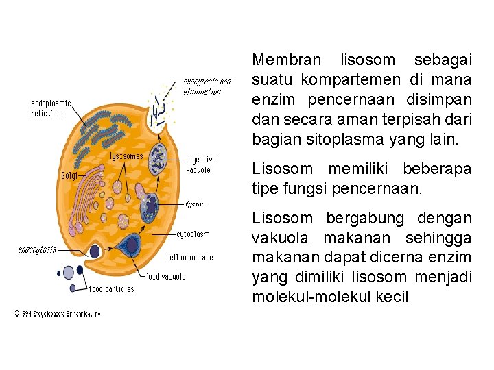 Membran lisosom sebagai suatu kompartemen di mana enzim pencernaan disimpan dan secara aman terpisah