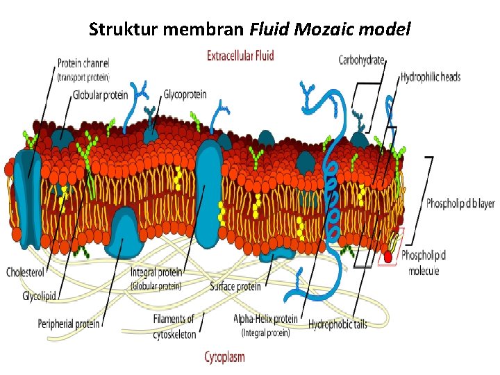 Struktur membran Fluid Mozaic model 
