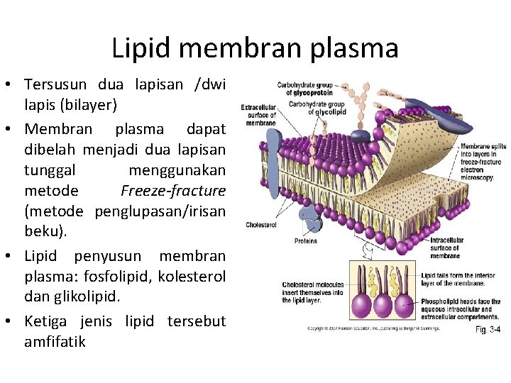 Lipid membran plasma • Tersusun dua lapisan /dwi lapis (bilayer) • Membran plasma dapat