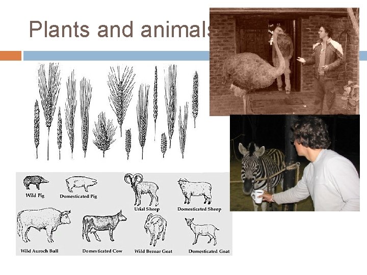 Plants and animals 