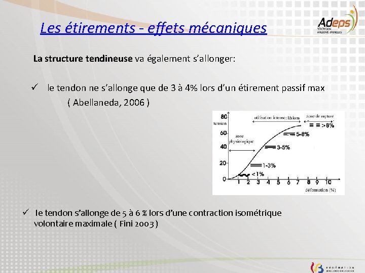 Les étirements - effets mécaniques La structure tendineuse va également s’allonger: ü le tendon