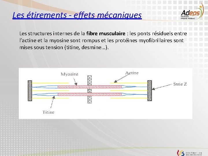 Les étirements - effets mécaniques Les structures internes de la fibre musculaire : les