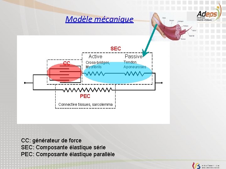 Modèle mécanique SEC Active CC Cross-bridges, Myofibrils PEC Connective tissues, sarcolemma CC: générateur de