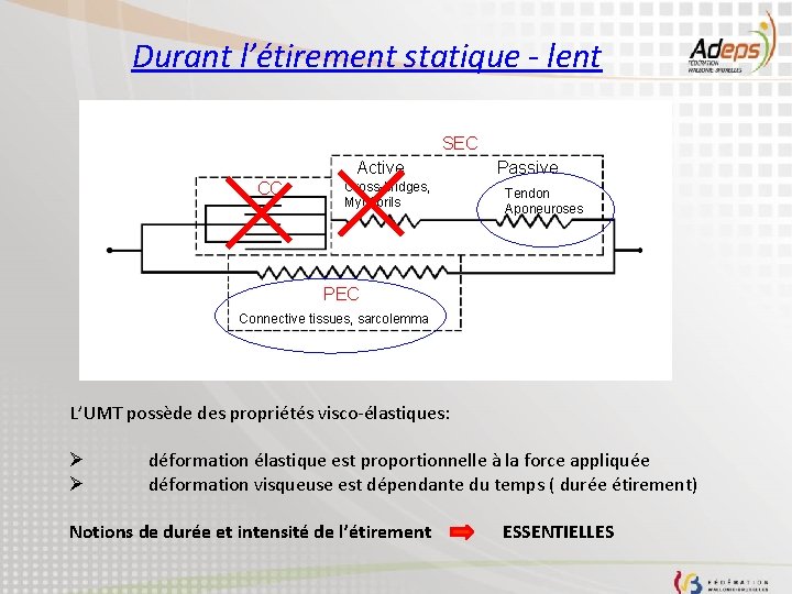 Durant l’étirement statique - lent SEC Active CC Cross-bridges, Myofibrils Passive Tendon Aponeuroses PEC