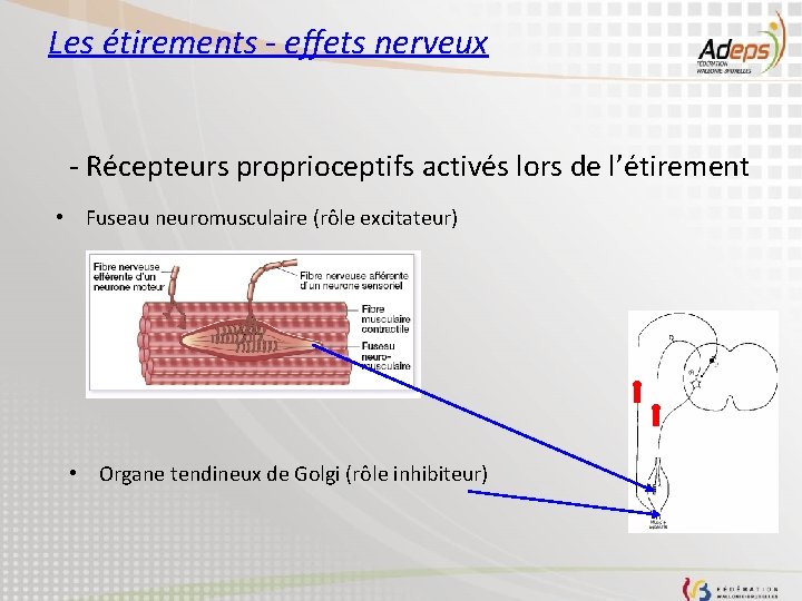 Les étirements - effets nerveux - Récepteurs proprioceptifs activés lors de l’étirement • Fuseau