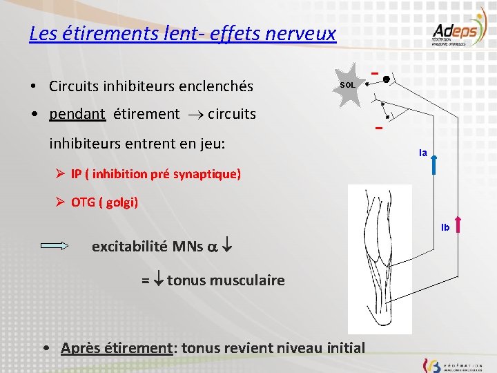 Les étirements lent- effets nerveux • Circuits inhibiteurs enclenchés SOL • pendant étirement circuits