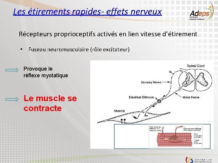 Les étirements rapides- effets nerveux Récepteurs proprioceptifs activés en lien vitesse d’étirement • Fuseau