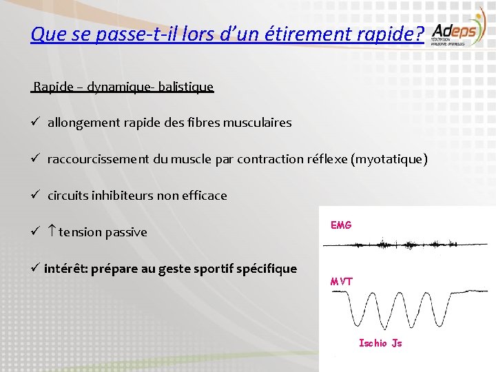 Que se passe-t-il lors d’un étirement rapide? Rapide – dynamique- balistique ü allongement rapide