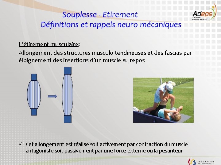 L’étirement musculaire: Allongement des structures musculo tendineuses et des fascias par éloignement des insertions