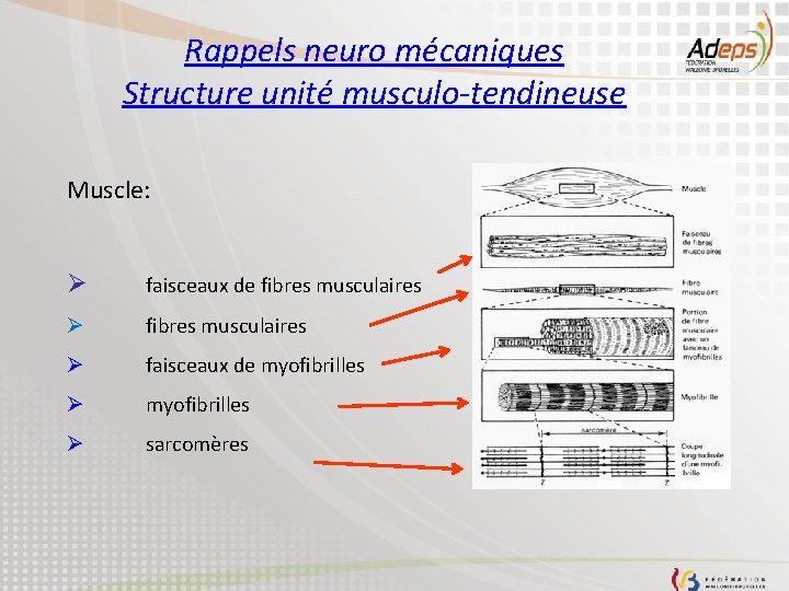 Rappels neuro mécaniques Structure unité musculo-tendineuse Muscle: Ø faisceaux de fibres musculaires Ø faisceaux