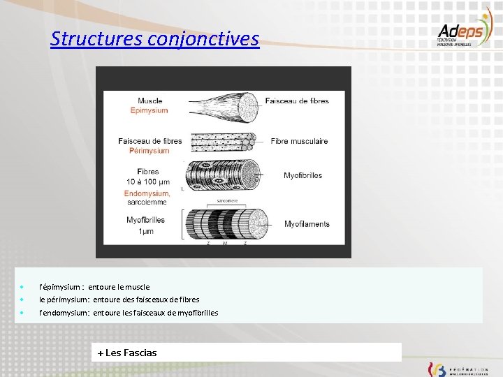 Structures conjonctives · · · l’épimysium : entoure le muscle le périmysium: entoure des