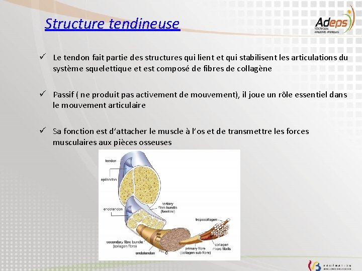 Structure tendineuse ü Le tendon fait partie des structures qui lient et qui stabilisent