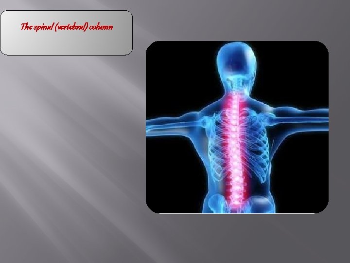 The spinal (vertebral) column 