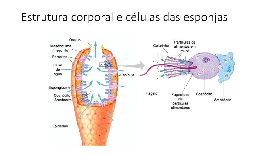 Estrutura corporal e células das esponjas 