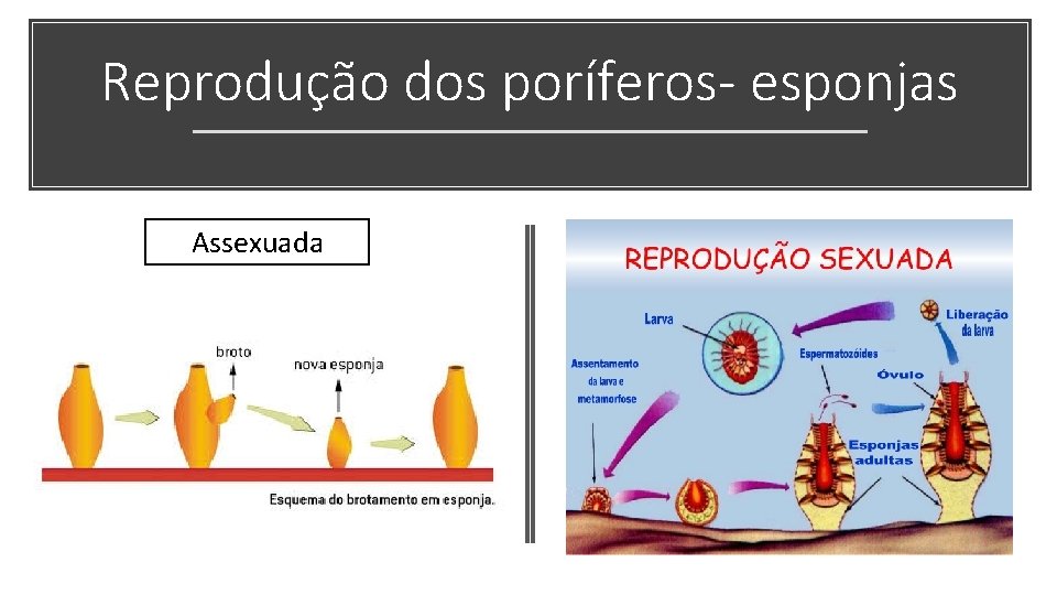 Reprodução dos poríferos- esponjas Assexuada 