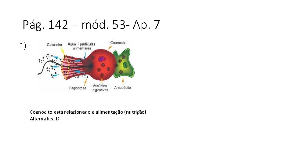 Pág. 142 – mód. 53 - Ap. 7 1) Coanócito está relacionado a alimentação