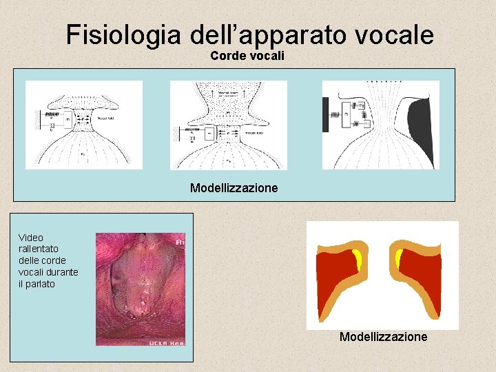 Fisiologia dell’apparato vocale Corde vocali Modellizzazione Video rallentato delle corde vocali durante il parlato