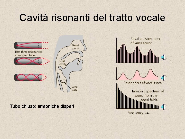 Cavità risonanti del tratto vocale Tubo chiuso: armoniche dispari 