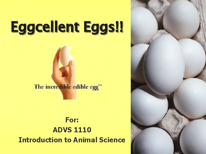 Eggcellent Eggs!! For: ADVS 1110 Introduction to Animal Science 