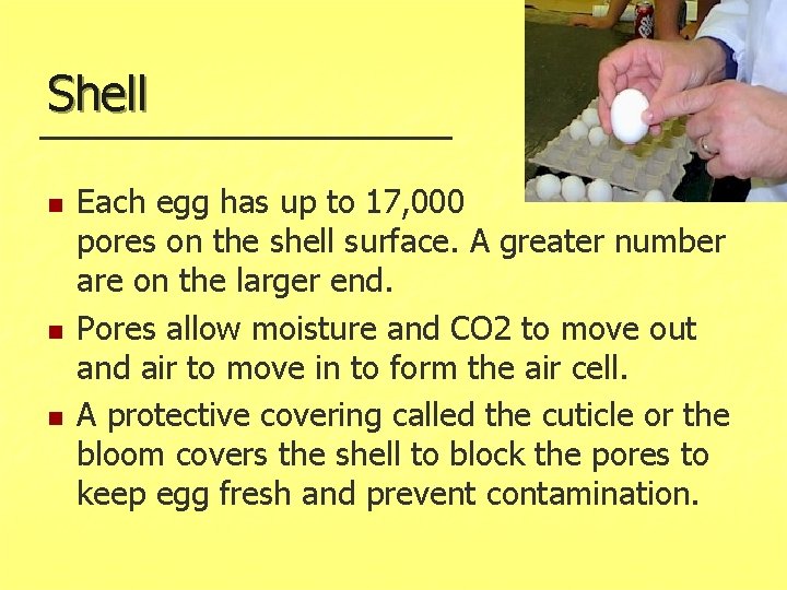 Shell n n n Each egg has up to 17, 000 pores on the