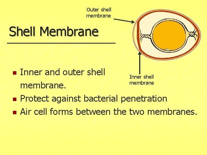 Outer shell membrane Shell Membrane n n n Inner and outer shell Inner shell