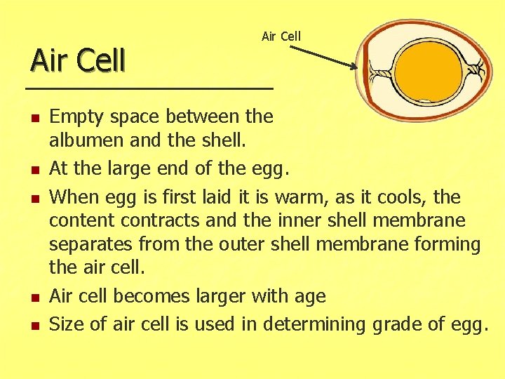 Air Cell n n n Air Cell Empty space between the albumen and the